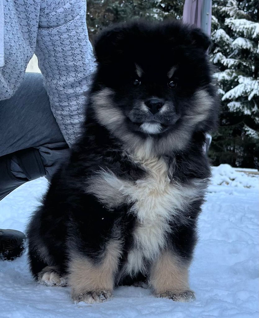 du pays de l'aurore boréale - Chiot disponible  - Chien finnois de Laponie