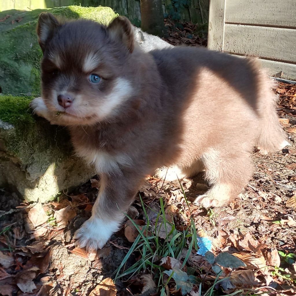 du pays de l'aurore boréale - Chiot disponible  - Chien finnois de Laponie