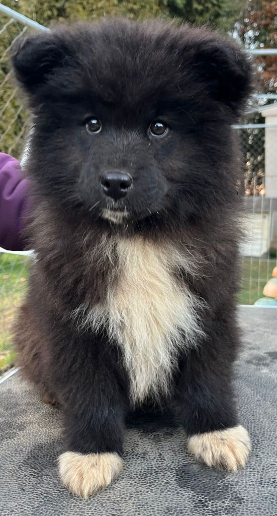 du pays de l'aurore boréale - Chiot disponible  - Chien finnois de Laponie