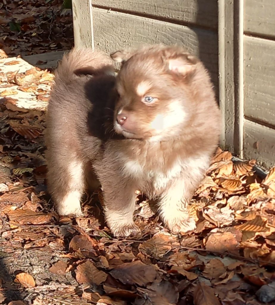 du pays de l'aurore boréale - Chiot disponible  - Chien finnois de Laponie