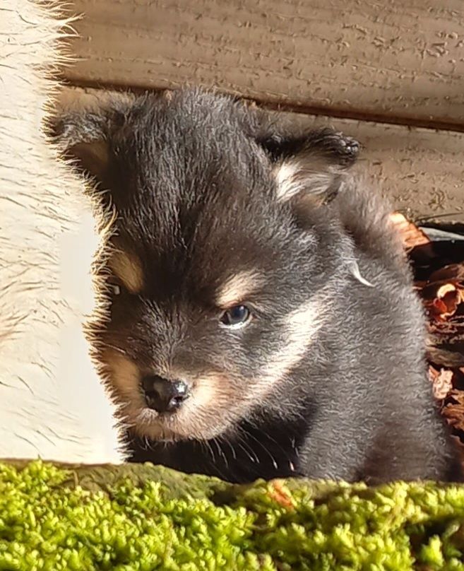 du pays de l'aurore boréale - Chiot disponible  - Chien finnois de Laponie