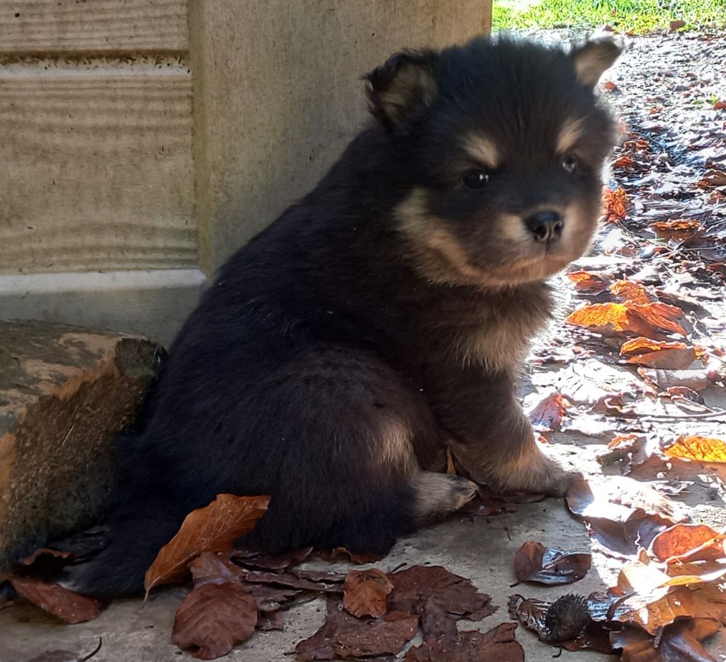 du pays de l'aurore boréale - Chiot disponible  - Chien finnois de Laponie