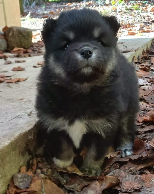 du pays de l'aurore boréale - Chiot disponible  - Chien finnois de Laponie