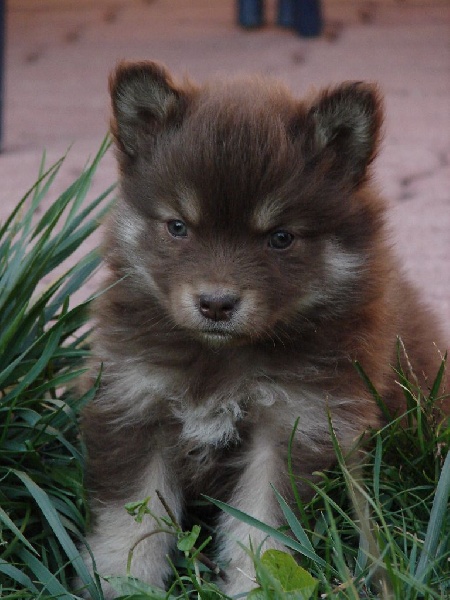 du pays de l'aurore boréale - Chien finnois de Laponie - Portée née le 15/08/2015